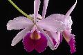 FS - CULT - 2019 Flowers eCard 4 - Orchid